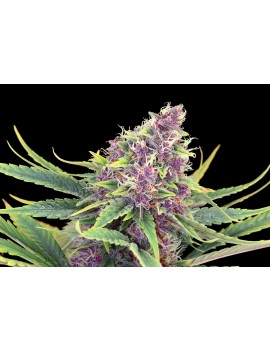 Graine - Purple Kush