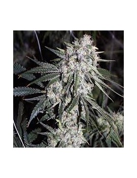 Graine - Ghost Train Haze