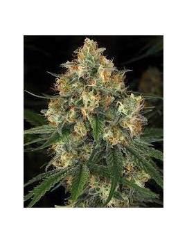 Graine - Nicole Kush