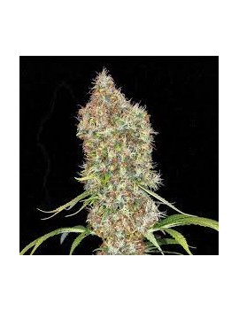 Graine - Rosenthal Super Bud