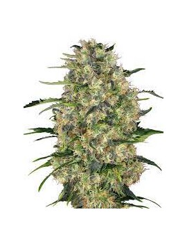 Graine - Black Domina