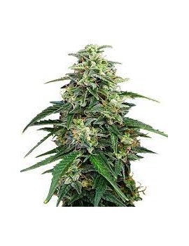 Graine - Sativa Smash