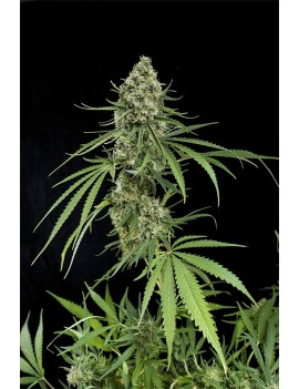 Graine - Critical