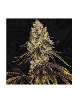 Graine Autofloraison - Cookie