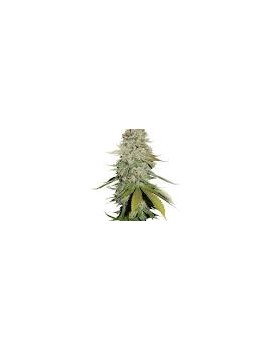 Graine Autofloraison -...