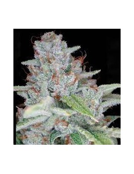 Graine Autofloraison -...