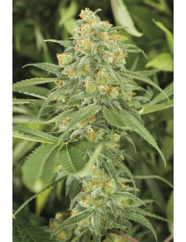 Graine Autofloraison -...