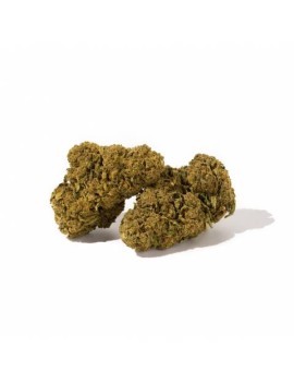 Fleurs de CBD - Girl Scout...