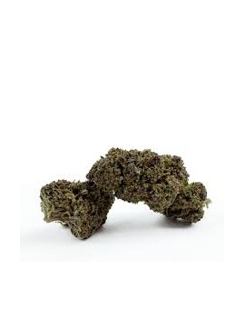 Fleurs NL1-E - Saphir