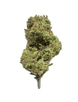 Fleurs CBC - Plutonium