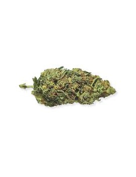 Fleurs de CBD - Fragolina