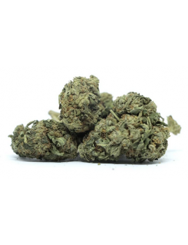 Fleurs de CBD - Jack Herer