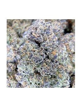 Graine - Purple churro