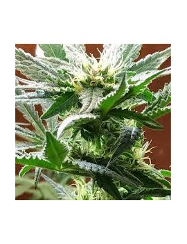 Graine - Black domina x...