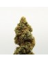Fleurs CBD Indoor