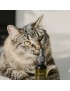 Huile pour Animaux