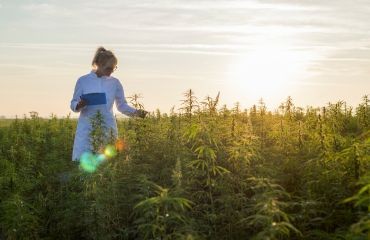 Est-ce que le CBD est légal ?