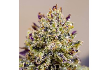 Comment reconnaître une fleur CBD de qualité ?