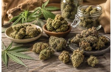 Quelle fleur CBD choisir selon son profil ?  