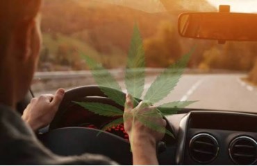 CBD et conduite : peut-on conduire après avoir consommé du CBD ?