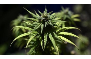 Acheter du CBD à Montberon : comment choisir ses produits et sa boutique ?