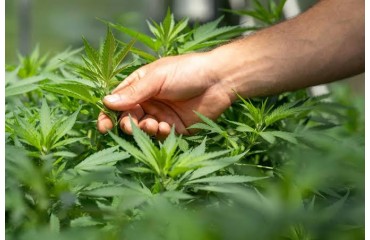Où acheter du CBD à Bonrepos sur aussonnelle?